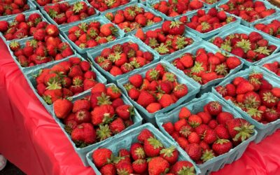 Strawberries at the Monroe Farmers Market May 22 2021